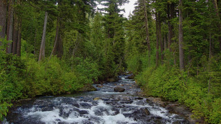 River forest canoe nature matte - a lush green forest free wallpaper