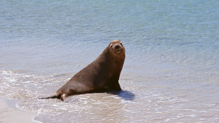 Seal beach water sky ocean - a seal free wallpaper