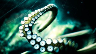 Octopus ring water plants bubbles - tentacle free wallpaper for desktop