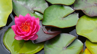 Pink flower pond lilies ecological 2 - the surface of the water free wallpaper