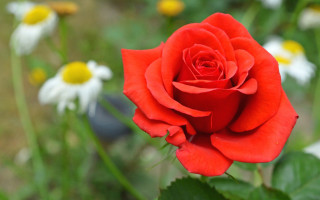 Red rose bokeh blurry flower - dirck van der lisse free wallpaper for desktop