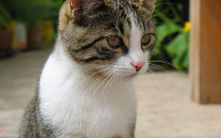 Cat distant view blurry background - a wooden structure free wallpaper