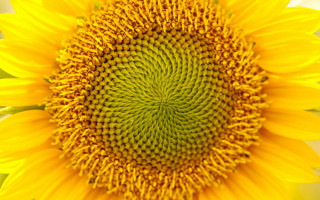 Sunflower macro fibonacci fireworks autumn - a green center free wallpaper
