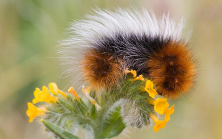Fuzzy animal yellow flower dandelion - yellow flower free wallpaper