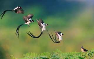 Birds flying forest blue sky - bengal school of art free wallpaper