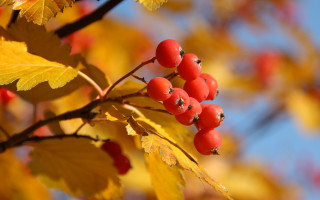 Branch berries leaves autumn sky - autumn time free wallpaper