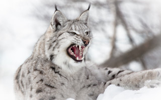 Lynx open mouth sharp teeth 2 - tooth wide open free wallpaper