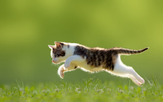 Cat running grass open tail - a microscopic photo free wallpaper