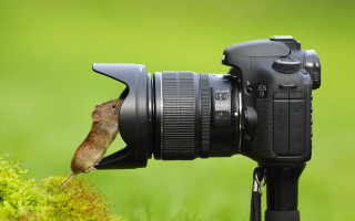 Rodent on camera lens wildlife - a camera len free wallpaper