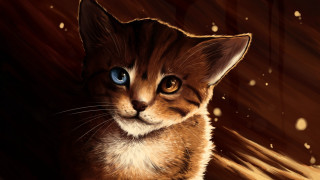 Blue eyed cat sitting brown - a floor next free wallpaper