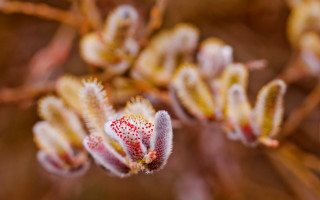 Flower macro blurry bokeh chromatic 2 - a close up of a flower free wallpaper for desktop