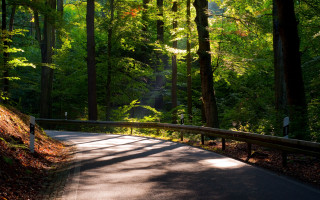 Forest road bench nature matte - a road in the middle of a forest free wallpaper