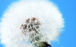 Dandelion blue sky cloud macro - a dandelion free wallpaper for desktop