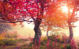 Foggy autumn leaves sunset forest - the foggy day time free wallpaper