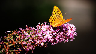 Butterfly flower black background macro - a black background behind free wallpaper