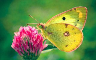 Yellow butterfly pink flower green - a. hoffmann free wallpaper