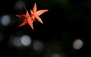 Red leaf night moon butterfly - a red leaf free wallpaper