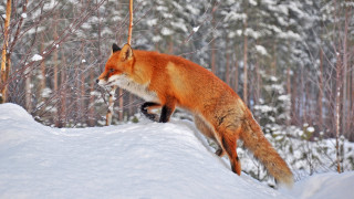 Red fox jumping snowy forest - covered ground free wallpaper for desktop