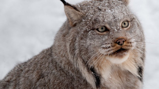 Cat snow closeup black nose - its face and nose free wallpaper
