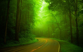 Forest road green light nature - a road in the middle of a forest free wallpaper