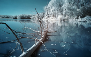 Polarized colorized winter tree branch - ground free wallpaper