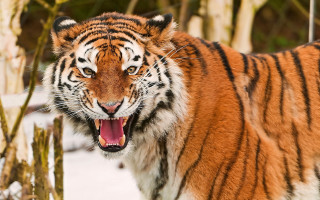 Tiger open mouth snow forest 2 - its mouth open free wallpaper for desktop