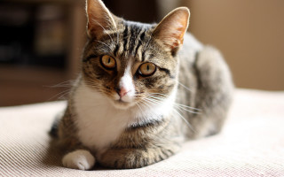 Sad cat bed shallow focus - a sad look free wallpaper