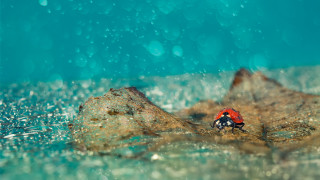 Red black bug rock water - top of a rock free wallpaper