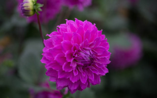 Purple flower hydrangea leaves bokeh - the background and a blurry background behind free wallpaper