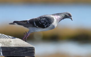 Pigeon wooden post ocean blurry - something free wallpaper