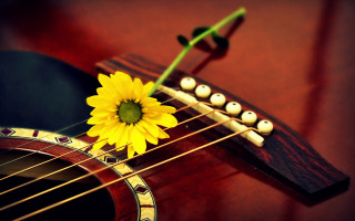 Sunflower guitar neck green stem - a sunflower free wallpaper