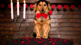 Dog bowtie cake candles heart - a bow tie free wallpaper