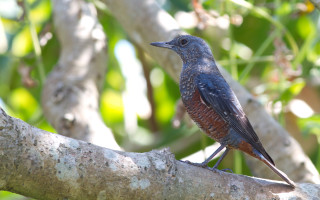 Bird branch forest green leaves 3 - a tree branch in a forest area free wallpaper for desktop