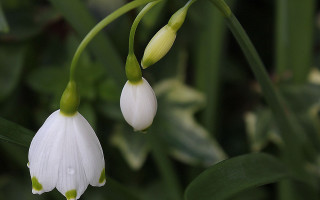 White flower closeup bokeh macro 2 - the background and a blurry background behind them free wallpaper