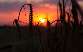 Sunset wheat field blurry silhouette - the distance behind free wallpaper