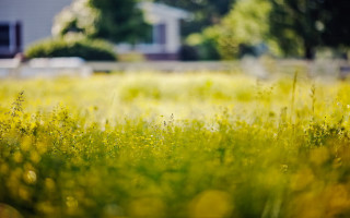 Autumn blurry field house bokeh - a field of grass free wallpaper for desktop