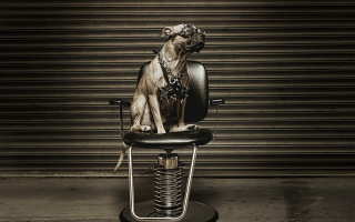 Dog sitting chair leash collar - a collar free wallpaper