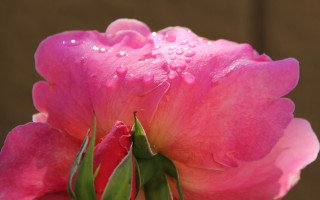 Pink flower water droplets macro 16 - a brown wall behind free wallpaper
