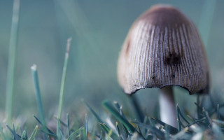 Mushroom greenfield blueSky clouds photorealism - a lush green field of grass next free wallpaper for desktop