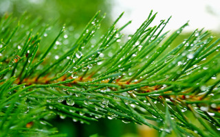 Pine water droplets christmas macro - a close up of a pine tree free wallpaper