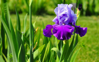 Purple flower green grass blurry - a purple flower free wallpaper