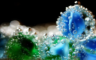 Blue flower water droplets macro 4 - petal free wallpaper