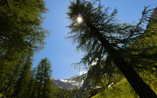 Mountain trees sunlight foliage fence - a view of a mountain free wallpaper