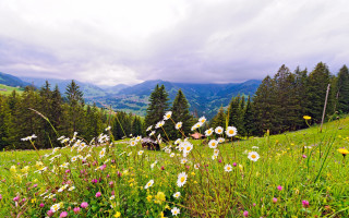 Wildflowers mountains cloudy sky landscape - a field of wildflowers free wallpaper