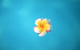 Yellow flower blue water ambient - photorealistic imagery free wallpaper