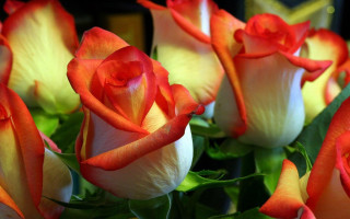 Orange white roses vase green - the center of the picture free wallpaper