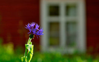 Purple flower red building white - akseli gallenkallela free wallpaper for desktop