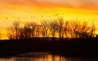 Sunset birds lake trees autumn - a flock of birds free wallpaper
