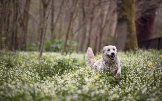 Dog field flowers woods trees - the background and a building in the background free wallpaper
