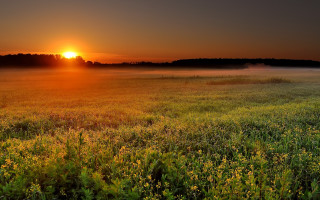 Sunset fogged field flower gradient - the air above free wallpaper